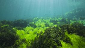 Green seaweed underwater with sunlight and shoal of fish, natural seascape in the Atlantic ocean, Spain, Galicia, Rias Baixas