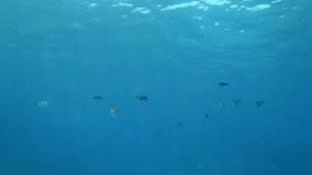 group of calamari drifting and swimming underwater close and slow ocean scenery animal cephalopod : Decapodiformes loligo vulgaris