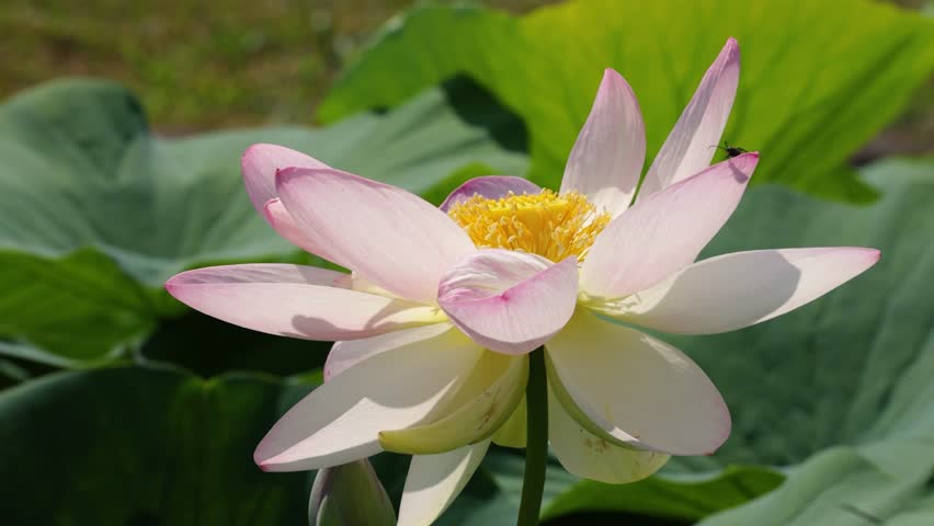 Nelumbo nucifera flower with insects flying around it. Close up on the open flower of this plant. It's also known as sacred lotus or lotus. Concept for pond, environment, beauty, mating and garden. Royalty-Free Stock Footage #1106359911
