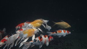 Selected focus or noise video of fish koi
