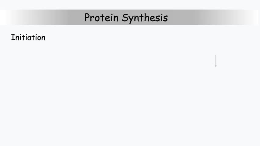 Initiation translation in Prokaryiotes, protein synthesis animation.