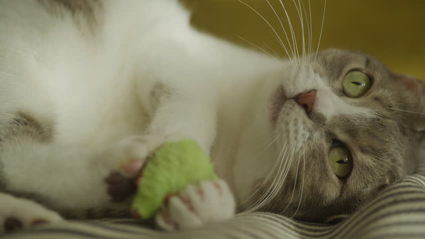 Domestic Cat Playing with Toy Mouse in Funny Pose