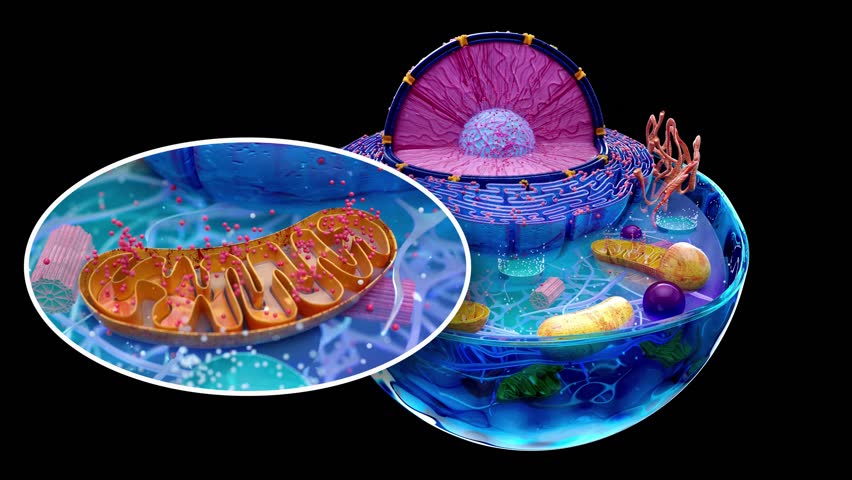4K abstract animation of the biological cell and the mitochondria | Shutterstock HD Video #1106364015
