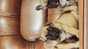 Group Of Young French Bulldog Dog Puppy Puppies Sitting Posing On Red Sofa Indoor. Funny Dog Babies. Vertical Footage. - Powered by Shutterstock - Get 15% off with code: PIKWIZARD15