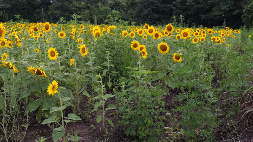 Beautiful Public Sunflower Near Hillsdale Kansas - KS the Sunflower State