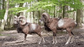 Video of two mouflons interacting in the forest - 4K 60fps
