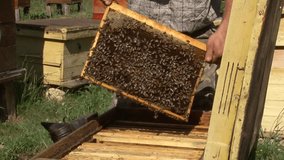 A beekeeper opens a bee hive and examines the frames with bees and honey