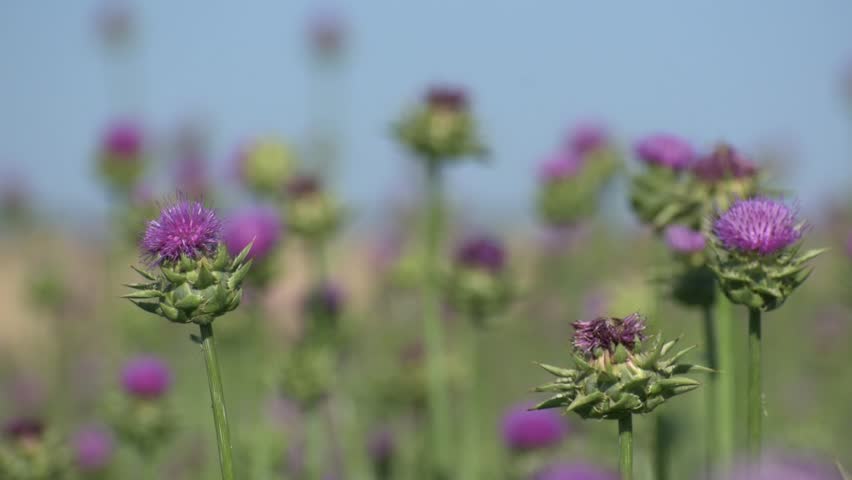 milk thistle grows on the field. blue sky. Royalty-Free Stock Footage #1106370291