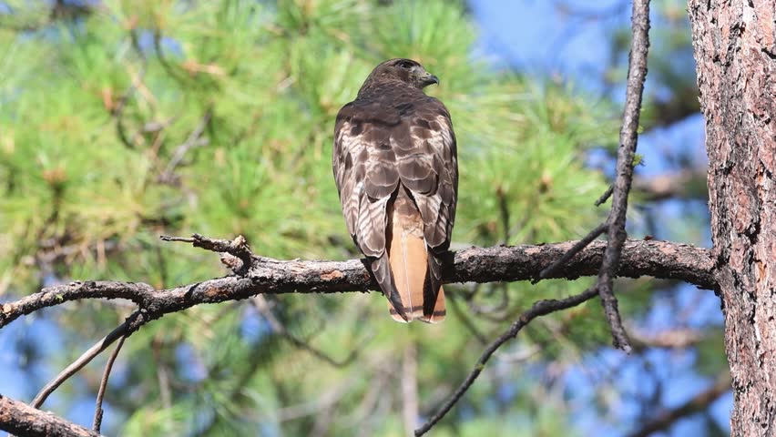 Red Tailed Hawk (Buteo jamaicensis) trying to rest in a pine branch as several smaller birds harass it in an effort to chase it away.