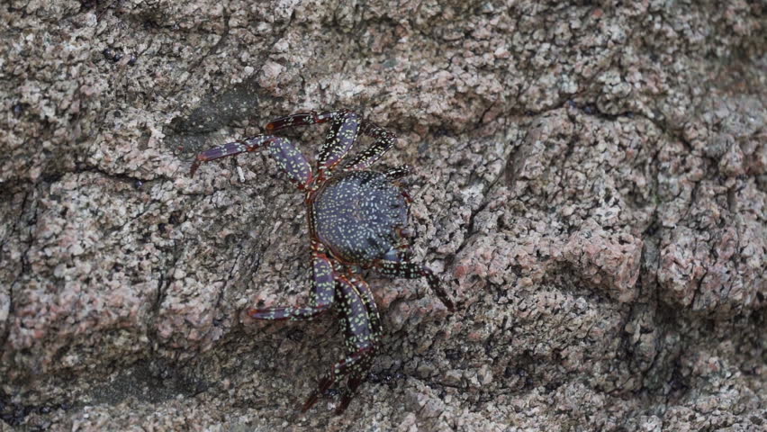 colorful crab crawling over the rock surfaces in the coastal desert of Paracas national reserve at the coastline of the pacific ocean in Peru, south America.
