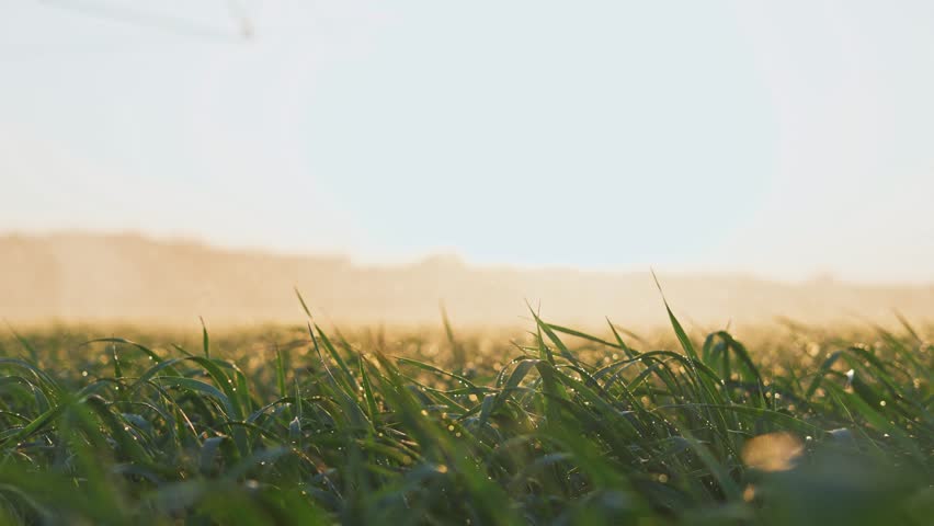 agriculture irrigation. green field wheat irrigation water drops. agriculture farm business concept. field crop green field sprinkled with water sunset. irrigation plantation sprouts green wheat