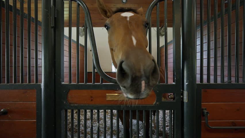 Curious strong race horse touching with nose camera lens while standing in personal barn. Close up of brown color animal at contemporary ranch Royalty-Free Stock Footage #1106387635