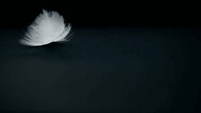 Feather of bird moves from the air flow on background. Super slow motion video concept in extreme macro details. Background for music video or as illustration of life path. Place for text. Copy space
