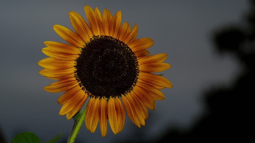SPECIALTY Sunflower in full bloom in the summer night 
