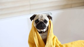The pug is wiped with a towel after bathing. Pug in the bathroom. The dog looks at the camera and moves its muzzle and ears in a funny way. 
dog after bath, Horizontal video