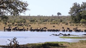 African buffalo herd arriving at the waterhole