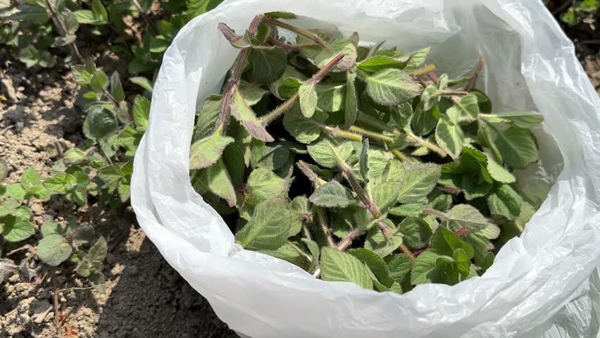 Young woman hands collecting fresh melissa on her garden, herbalist. Herbs for drying to brew healthy tea concept. High quality footage