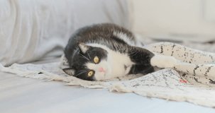 Cat playing with carpet on floor in bright apartment, close up. Funny cat hits furniture, goes crazy, bite. Cute playful pet scratching, spoiling furniture at home. Playful kitten in white room