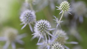 Slow motion video of beautiful blue Eryngium flower plants, who are also known as sea holly. A feast for wild bees and insects.