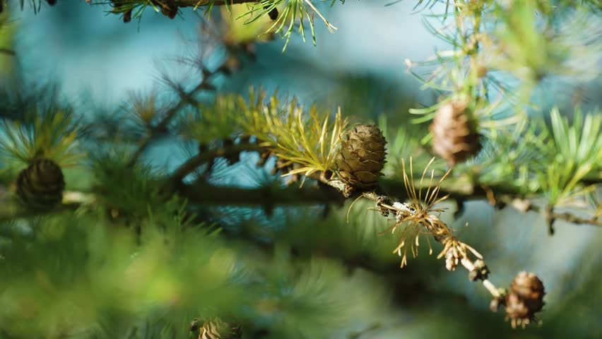 Pine cones and soft new needles cover the thin branches of the young pine tree. Slow-motion, pan left.