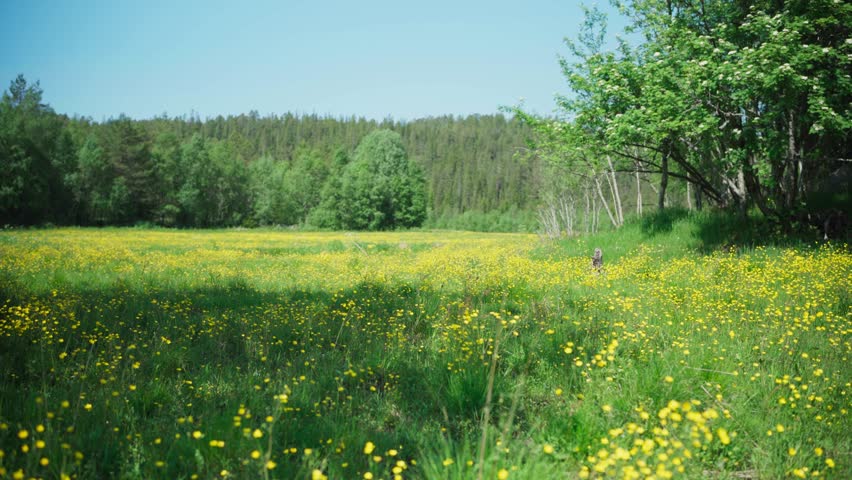 Idyllic View Of Green Field With Yellow Flowers - panning