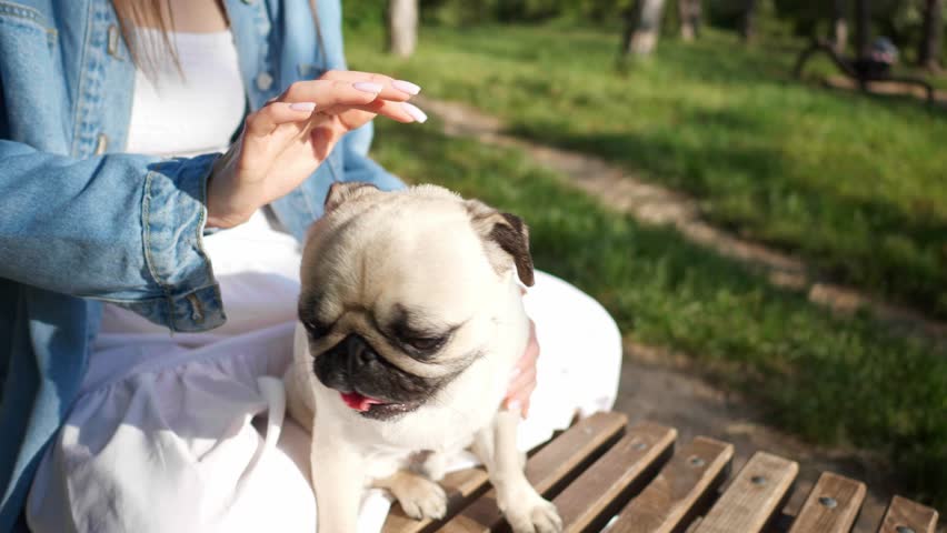 Woman with her cute pug on wooden bench in park on sunny morning, closeup. Slow motion effect