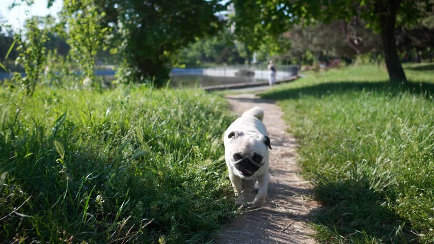 Cute small pug running in green grass on sunny morning. Camera moving backwards