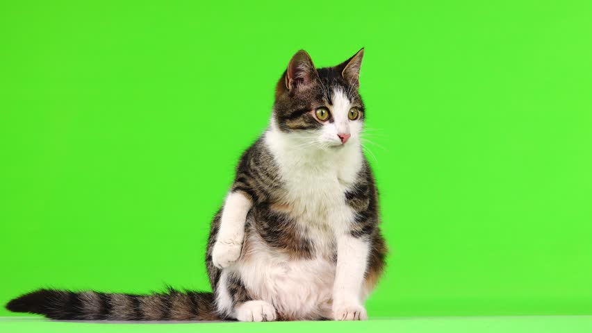 gray and white kitten raises paw and shows tongue on green screen Royalty-Free Stock Footage #1106407417