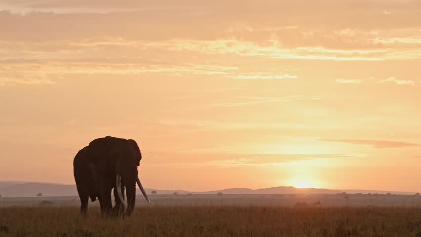 Elephant walking across the savannah, savanna while the sun sets over the orange glowing mountains, Silhouetted African Wildlife in Maasai Mara, Kenya, Africa Safari Animals in Masai Mara