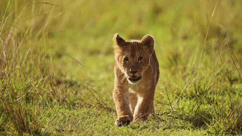 Slow Motion of Cute Lion Cub, African Wildlife of Small Baby Animals in Masai Mara, Kenya, Africa, Small Young Lions Walking Through Long Savanna Grasses in Maasai Mara Marsh Pride of Lions on Safari Video stock