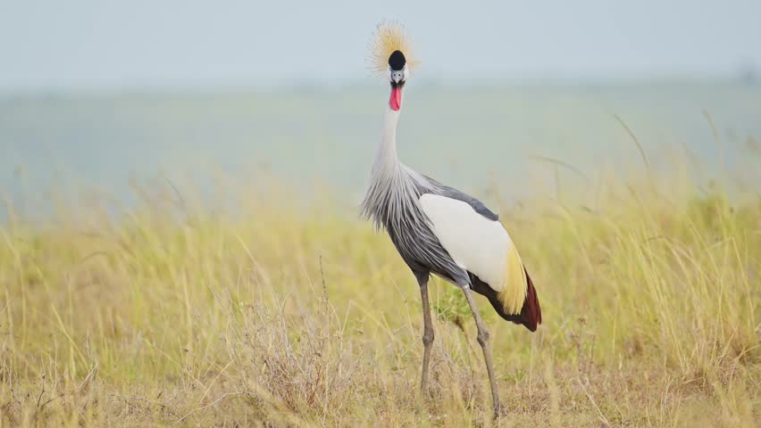 Slow Motion of Grey Crowned Crane Bird Dancing Mating and Displaying doing a Courtship Dance and Display to Attract a Female in Maasai Mara in Africa, African Safari Birdlife Wildlife Shot Royalty-Free Stock Footage #1106410253