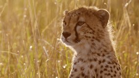 African Wildlife, Young Cheetah Cub Close Up Portrait, Cute Baby Animals in Africa in Beautiful Golden Sun Light in Long Savannah Grass in Masai Mara, Kenya in Orange Sunset Sunlight - Powered by Shutterstock - Get 15% off with code: PIKWIZARD15