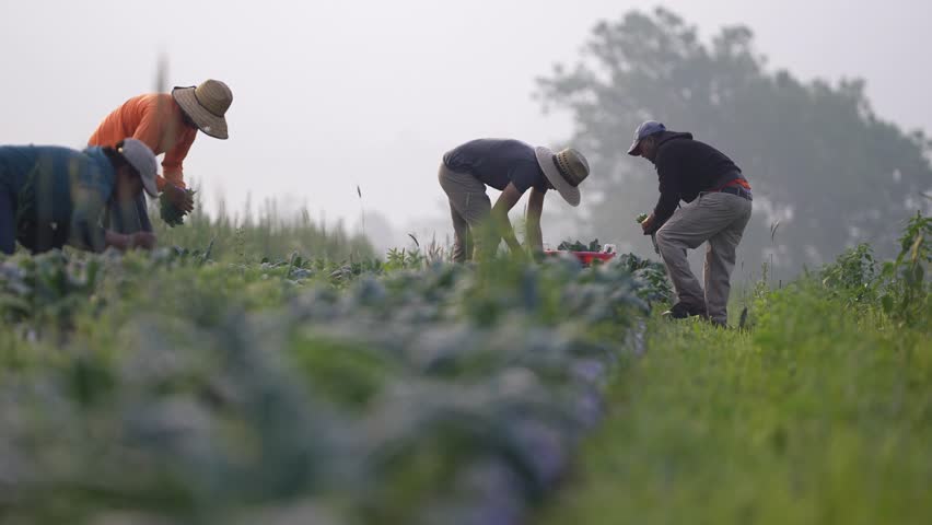 Long view of farmers bent over picking kale and vegetables in a field at sunrise in early morning haze. Royalty-Free Stock Footage #1106411173