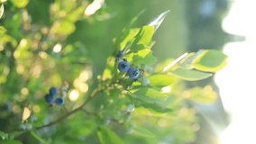 Close up of branch full of bio and organic blueberries in the garden. High quality FullHD footage