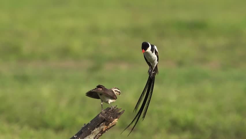 Pin-Tailed Whydah performing the mating ritual dance. The courtship dance is beautifully elegant which includes hovering over the female to display his tail. Royalty-Free Stock Footage #1106411887