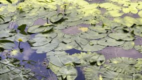 Lotus Flowers and Leaves on Lake Water Video