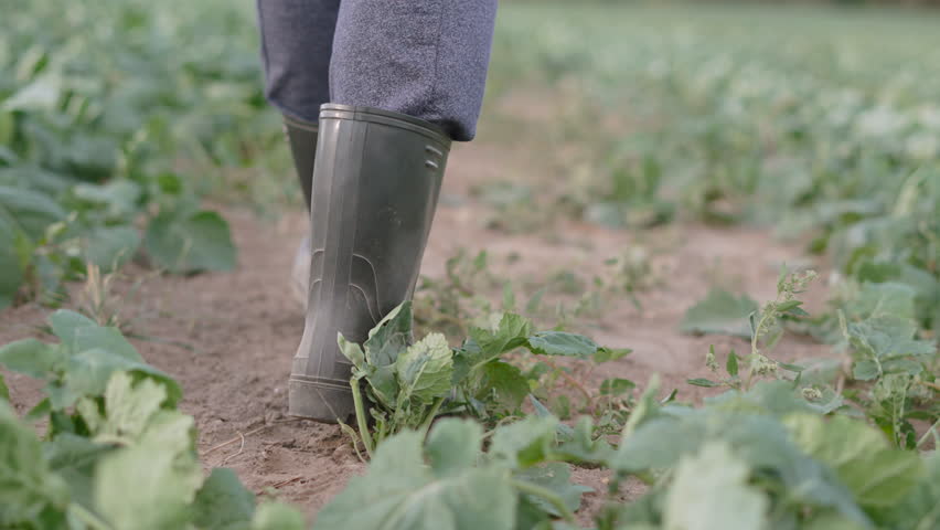 Farmer feet in dusty rubber boots walk across dry earth in field of young rapeseed. Wind blows away fine dust, covering leaves and young plants with layer of dust due to drought. Royalty-Free Stock Footage #1106419317