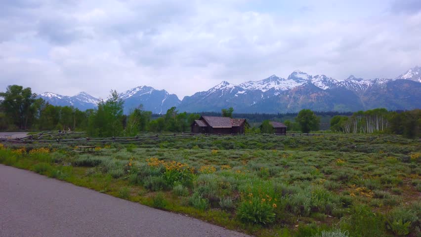 Snow mountain and wild yellow flower at Grand Teton National Park from inspiration point, Wyoming, USA