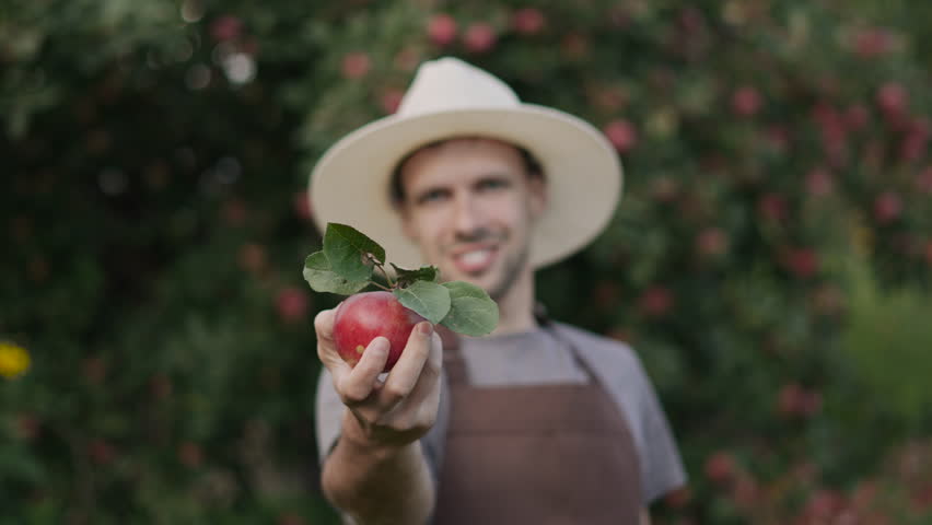 Farmer man holds at arm length and rotates ripe fresh apple with stalk and leaves in apple orchard. Juicy organic fruits full of vitamins for first hand buyer and family business.