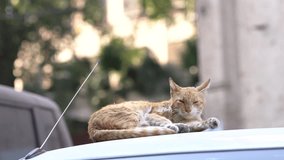 Closeup view 4k video footage of golden cute adult stray cat sleeping calmly on roof of old white car outdoor on sunny warm day. Cute red cat sitting on the car roof licking her body 4k slow-motion.