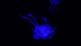 Blue moon jellyfish (Aurelia labiata) swims in black sea water. Soft focus. Real time video. Beauty in nature theme.