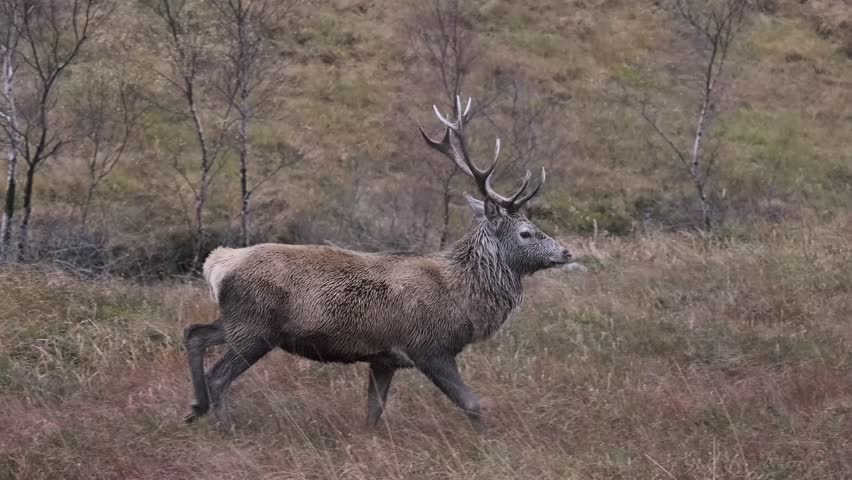 Red Deer Glen Etive, Scotland Royalty-Free Stock Footage #1106431725