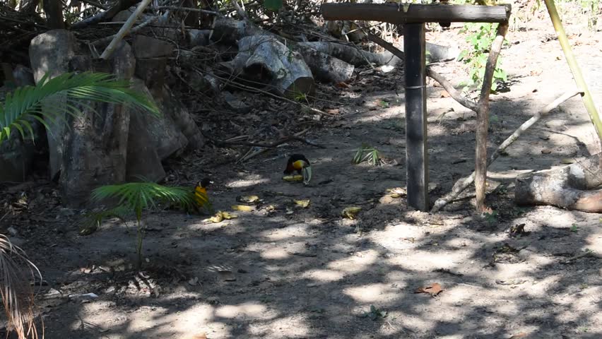 Channel billed toucan (Ramphastos vitellinus) on platform feeding with young