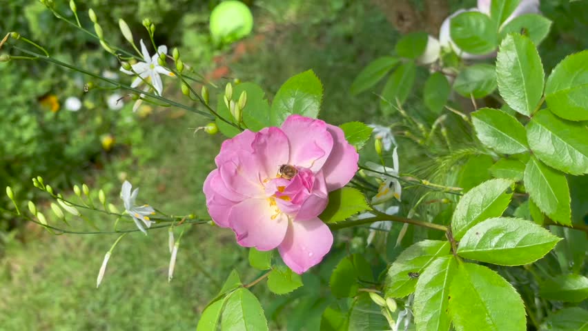 Pink color Hybrid Musk Rose Gravin Michel d