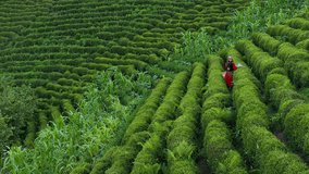 Woman Picking Tea in the Tea Garden Drone Video, Tirebolu Giresun, Turkey (Turkiye)
