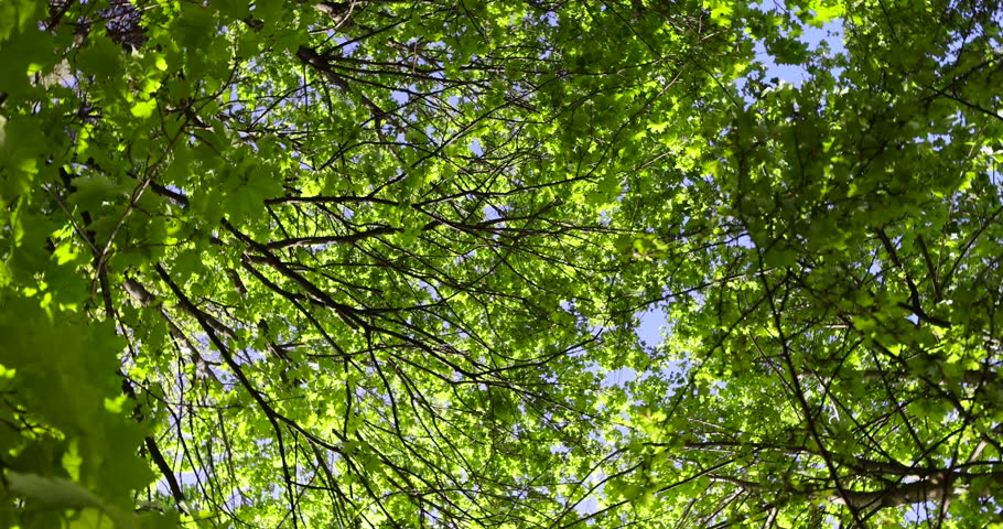 green young foliage of spring maples , maple trees during spring flowering and green foliage growth