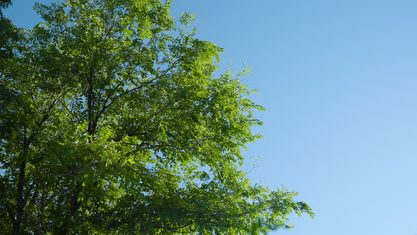 Green Leaves Slowly Blow In Gentle Summer Breeze With Clear Blue Sky