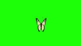 HD Video Animation Footage Flying  Butterfly Front Angel with Green Screen or Green Monochrome Background and Alpha Channel