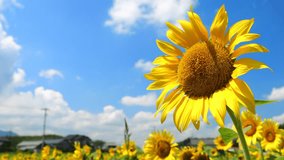 Sunflowers on blue sky background, Fields with sunflowers in the summer, Agricultural industry and production of sunflower oil, 4K UHD video, Nobody