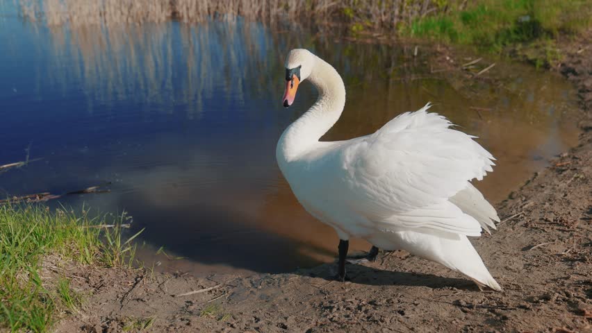 White swan on the shore near the lake sun. wild bird white swan a pond in the wild. a bird walk on the sand near the river in nature